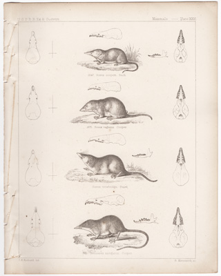Shrews